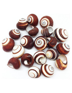 Conchas de Caracol Terrestre Marrón PEPPERLONELY 12 Pcs 2.5-3.8 cm