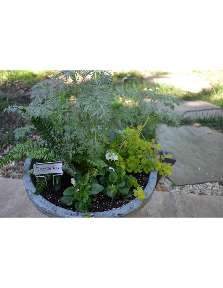 Marcador de Planta de Zinc Bosmere 5 cm Alto - Paquete de 20 Marcador de Planta de Zinc Bosmere 5 cm Alto - Paquete de 20