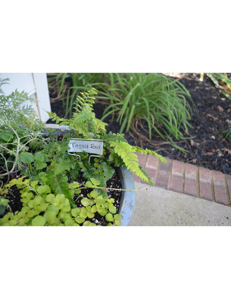 Marcador de Planta de Zinc Bosmere 5 cm Alto - Paquete de 20 Marcador de Planta de Zinc Bosmere 5 cm Alto - Paquete de 20