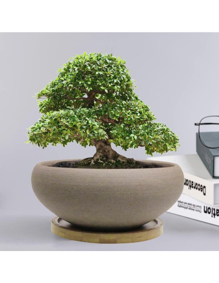 Maceta de Bonsai MUZHI Cerámica Redonda 20 cm con Bandeja Maceta de Bonsai MUZHI Cerámica Redonda 20 cm con Bandeja