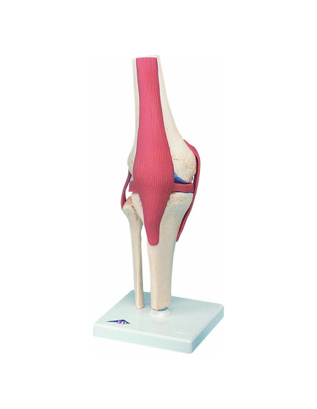 Modelo de Articulación de Rodilla FEI Natural con Ligamentos Modelo de Articulación de Rodilla FEI Natural con Ligamentos