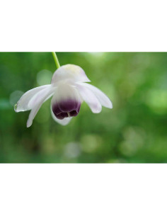 Objetivo Macro Sony SEL50M28 50mm F2.8 Montura E 2