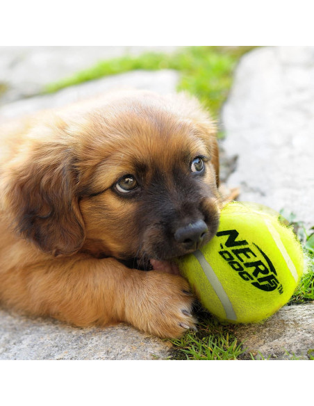 Lanzador de Pelotas Nerf Dog + 3 Pelotas para Perros Lanzador de Pelotas Nerf Dog + 3 Pelotas para Perros