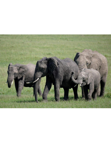 Lente Sony Alpha 70-350mm F4.5-6.3 G OSS Super-Telefoto