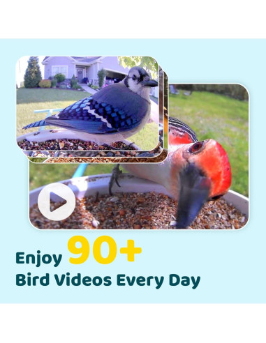 Alimentador Inteligente NETVUE Birdfy con Cámara 1080P