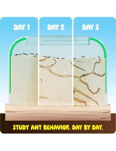 Kit de Granja de Hormigas Dan&Darci - Terrario Educativo 2