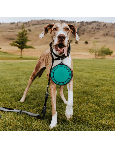 Cuencos Plegables para Perros Paercute - 2 Unidades Grandes Cuencos Plegables para Perros Paercute - 2 Unidades Grandes