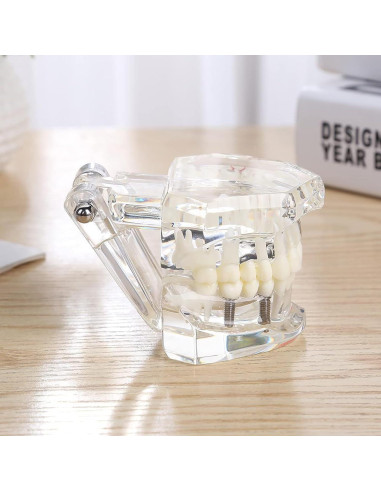 Modelo Dental Typodont Implantológico Dentalmall 2001C