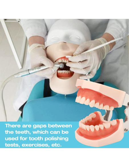 Typodont ANNWAH 28 Dientes Desmontable para Práctica Dental Typodont ANNWAH 28 Dientes Desmontable para Práctica Dental