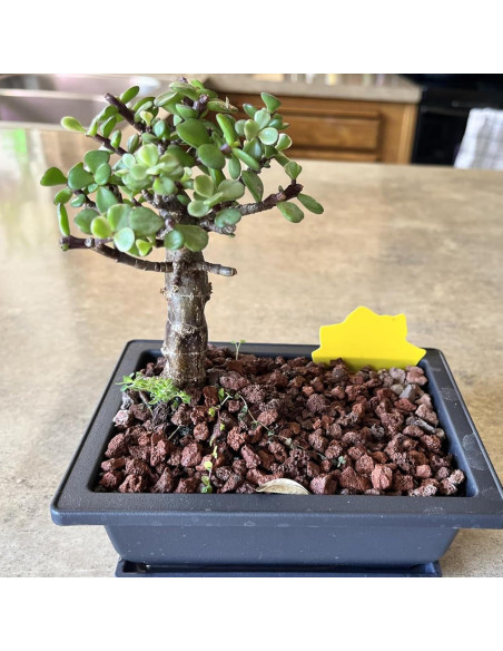 Macetas KINJOEK 3 PCS 35.56 cm para Bonsai con Drenaje Macetas KINJOEK 3 PCS 35.56 cm para Bonsai con Drenaje