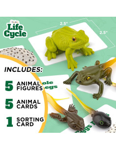 Kit Ciclo de Vida Montessori GLINGLONG - Animales 3D Educativos 2