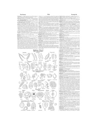 Webster's Third New International Dictionary, Unabridged