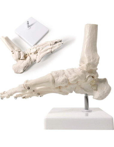 Modelo de Pie Humano Articulado EVOTECH 23x15.7 cm