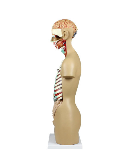 Torso Humano Parco Scientific 17 Piezas Removibles 11.24 kg Torso Humano Parco Scientific 17 Piezas Removibles 11.24 kg