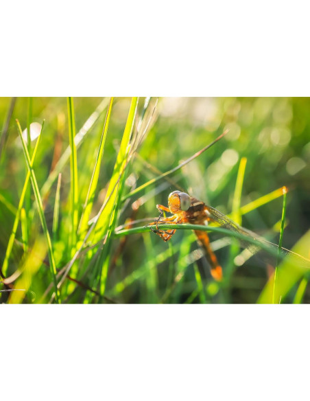 Lente Canon RF 24mm F1.8 Macro IS STM - 269g Lente Canon RF 24mm F1.8 Macro IS STM - 269g