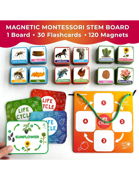 Kit Magnético de Ciclo de Vida QUOKKA - 120 Tarjetas Didácticas Kit Magnético de Ciclo de Vida QUOKKA - 120 Tarjetas Didácticas