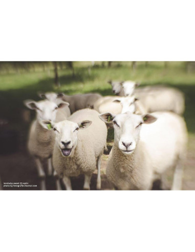 Lensbaby Composer Pro II Sweet 35 para Canon EF - 35mm