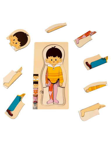 Rompecabezas de Anatomía Humana de Madera 5 Capas - Yunhe