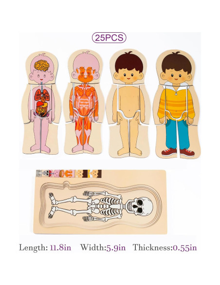 Rompecabezas de Anatomía Humana de Madera 5 Capas - Yunhe Rompecabezas de Anatomía Humana de Madera 5 Capas - Yunhe