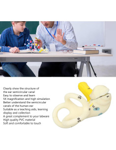 Modelo Anatómico del Oído Humano Gavigain - PVC Educativo 2