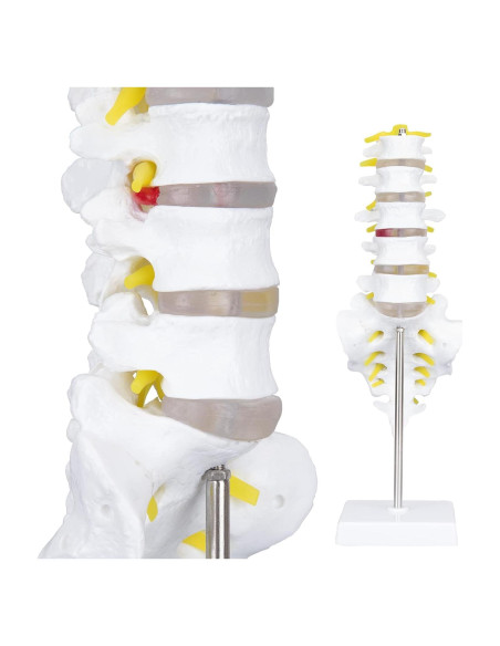 Modelo de Anatomía Columna Vertebral Humana 1:1 LVCHEN PVC Modelo de Anatomía Columna Vertebral Humana 1:1 LVCHEN PVC