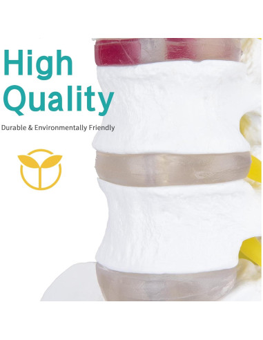 Modelo de Anatomía Columna Vertebral Humana 1:1 LVCHEN PVC