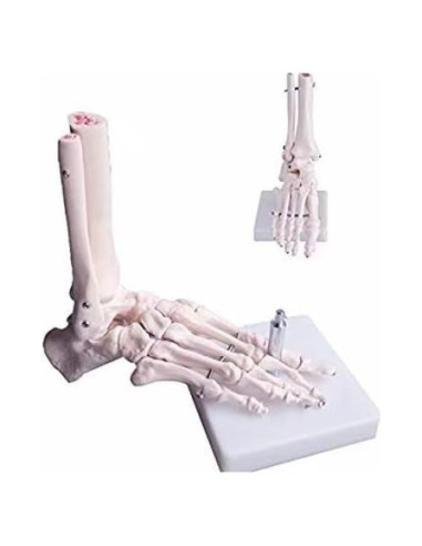 Modelo de Pie Humano Esquelético BONEW PVC Alta Calidad