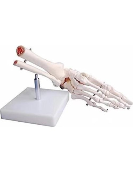 Modelo de Pie Humano Esquelético BONEW PVC Alta Calidad Modelo de Pie Humano Esquelético BONEW PVC Alta Calidad