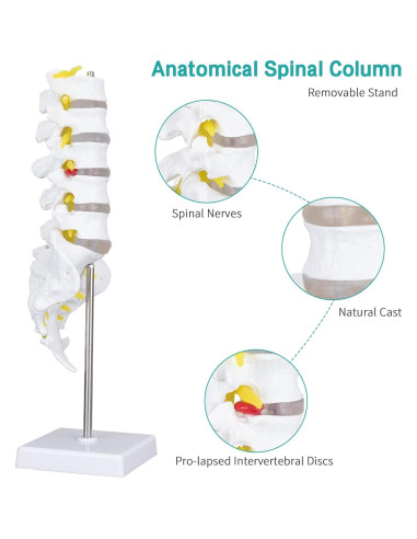 Modelo de Anatomía Columna Vertebral Humana 1:1 LVCHEN PVC