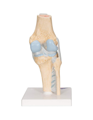 Modelo de Articulación de Rodilla Seccional 3B Scientific A89