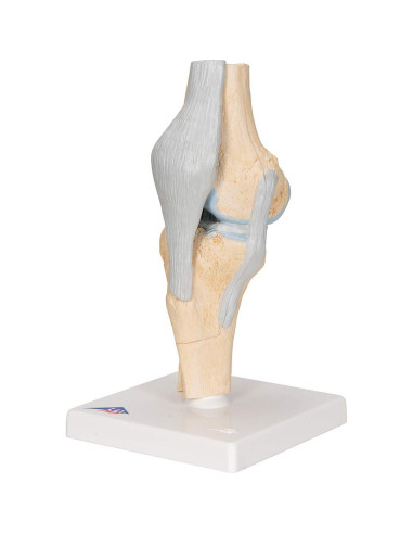 Modelo de Articulación de Rodilla Seccional 3B Scientific A89