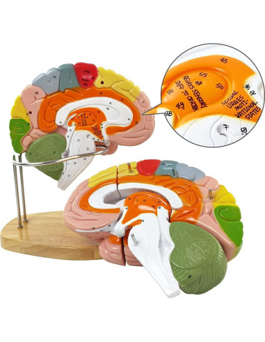 Modelo de Cerebro Humano 1.5x HADWYN para Enseñanza