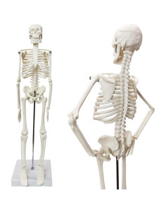 Modelo de Esqueleto Humano HADWYN 44.96 cm Articulado 2