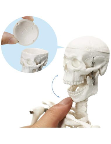 Modelo de Esqueleto Humano HADWYN 44.96 cm Articulado