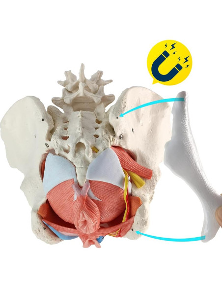 Modelo Anatómico de Pelvis Femenina Wellden 6 Partes 1.65kg Modelo Anatómico de Pelvis Femenina Wellden 6 Partes 1.65kg