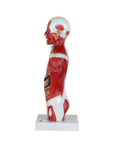 Modelo de Anatomía Torso Micro 14 Partes Axis Scientific