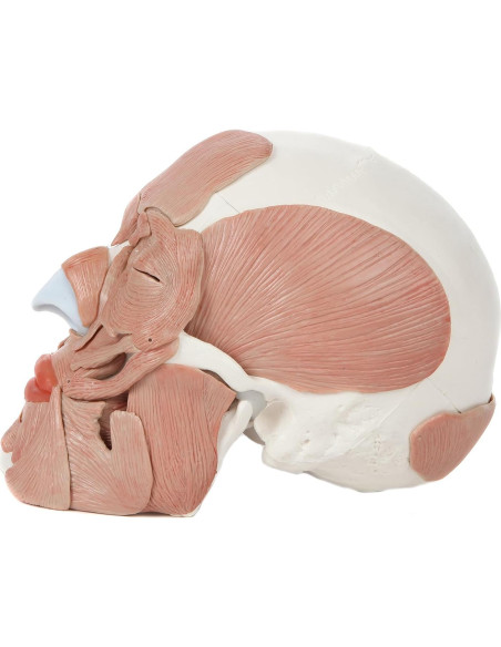 Modelo de Cráneo Humano Anatómico Axis Scientific 37 Piezas Modelo de Cráneo Humano Anatómico Axis Scientific 37 Piezas
