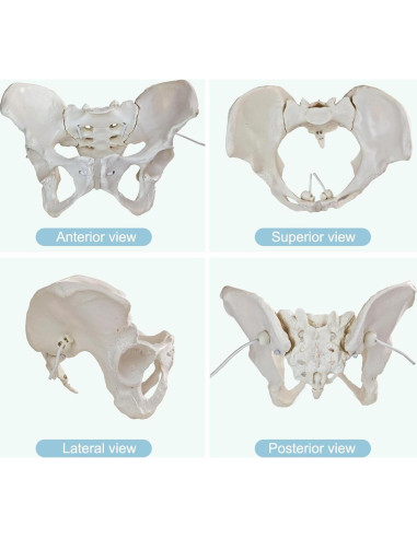 Modelo de Anatomía Pélvica Femenina Realista Merinden