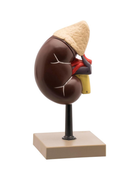 Modelo de Riñón Humano EISCO a Tamaño Real con Glándula Adrenal Modelo de Riñón Humano EISCO a Tamaño Real con Glándula Adrenal
