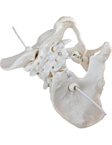 Modelo de Anatomía Pélvica Femenina Realista Merinden