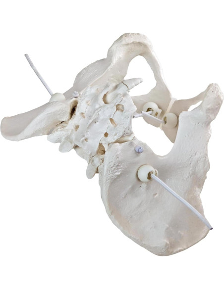 Modelo de Anatomía Pélvica Femenina Realista Merinden Modelo de Anatomía Pélvica Femenina Realista Merinden