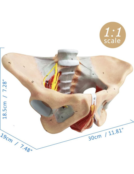 Modelo de Pelvis Femenina Benilev 1:1 con Músculos del Suelo Pélvico Modelo de Pelvis Femenina Benilev 1:1 con Músculos del Suelo Pélvico