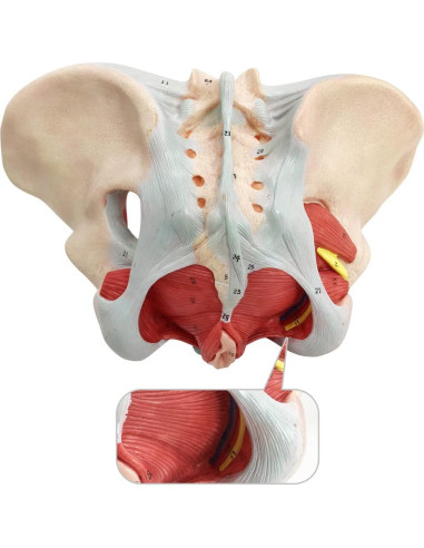 Modelo de Pelvis Femenina Benilev 1:1 con Músculos del Suelo Pélvico
