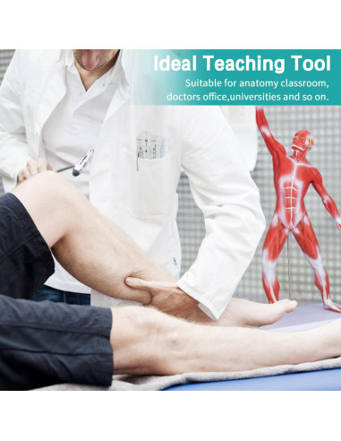 Modelo de Anatomía Muscular Humana Miniatura 1/4 LVCHEN