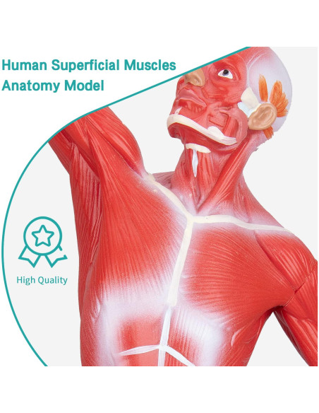 Modelo de Anatomía Muscular Humana Miniatura 1/4 LVCHEN Modelo de Anatomía Muscular Humana Miniatura 1/4 LVCHEN