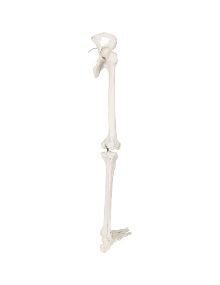 Esqueleto de Pierna Izquierda Axis Scientific - Modelo Educativo 91.4 cm Esqueleto de Pierna Izquierda Axis Scientific - Modelo Educativo 91.4 cm