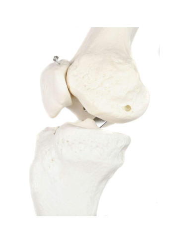 Esqueleto de Pierna Izquierda Axis Scientific - Modelo Educativo 91.4 cm