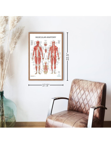 Modelo de Anatomía del Pie Axis Scientific 9 Partes Removibles