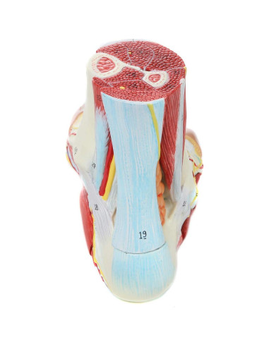 Modelo de Anatomía del Pie Axis Scientific 9 Partes Removibles