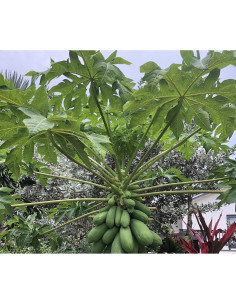 Hojas de Papaya Frescas Goodluck Ganesha 113 g 2